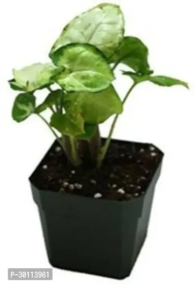 URAN Syngonium Plant