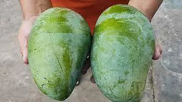 URAN Mango Plant-thumb1