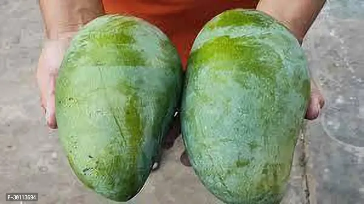 URAN Mango Plant-thumb2