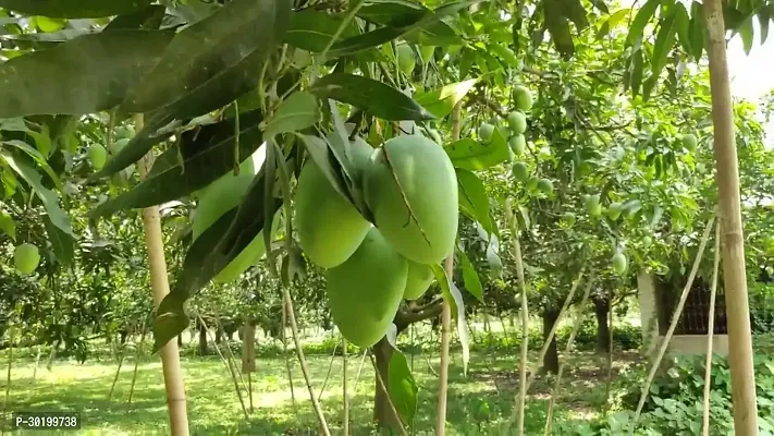 URAN Mango Plant-thumb0