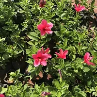 Hibiscus Plant-thumb2