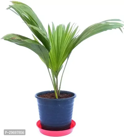 Areca Plam