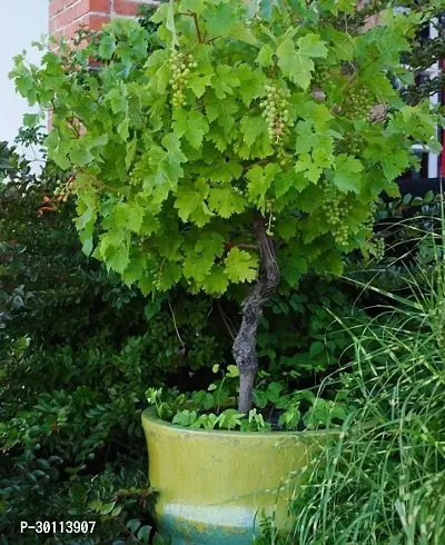 URAN Grape Plant-thumb0