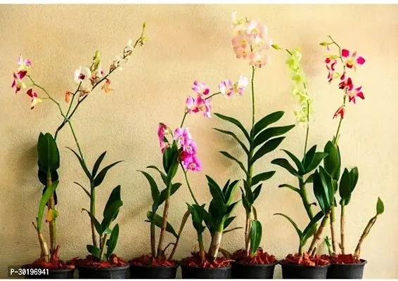 URAN  Orchid Plant-thumb0