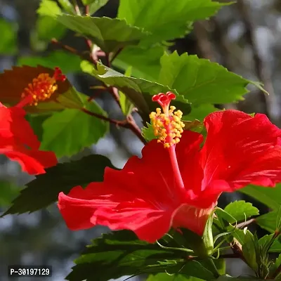 URAN  Hibiscus Plant