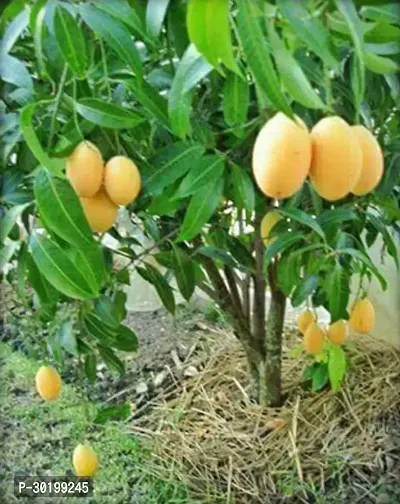 URAN Mango Plant-thumb0