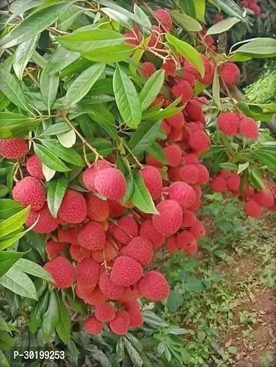 URAN Litchi Plant-thumb0