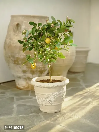 URAN Lemon Plant-thumb0