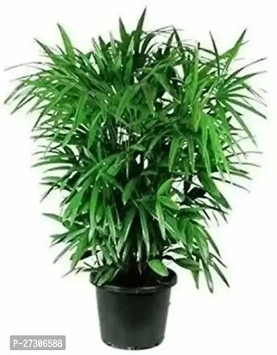 Areca PalmHybrid And GraftedEasy To Grow[AN1001][a478]-thumb0