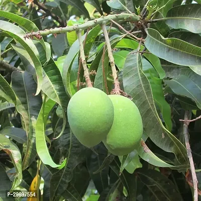 Mango Plant