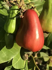 URAN Custard Apple Plant-thumb1