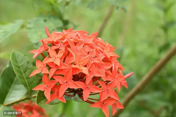 URAN  Trothic Ixora/Chethi Plant-thumb0