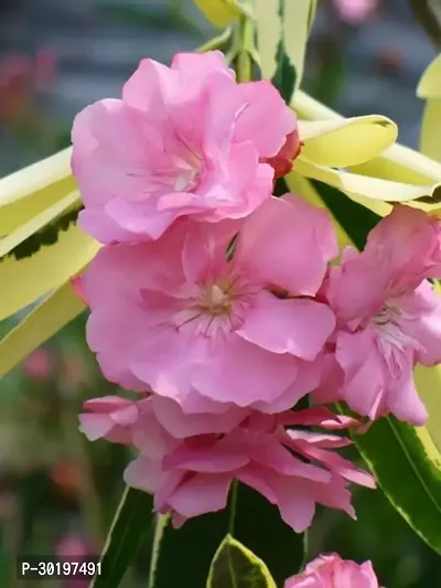 URAN  Oleander Plant-thumb0