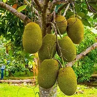 URAN Jackfruit Plant-thumb1