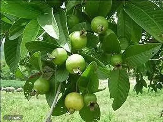 URAN  Guava Plant-thumb0