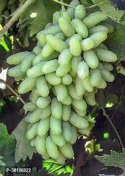 URAN  Grapes Plant-thumb0