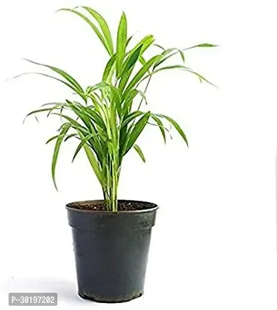 URAN  Areca Palm-thumb0