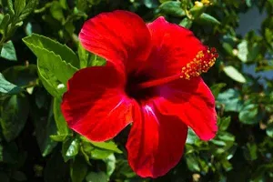 URAN Hibiscus Gudhal Flower Plant-thumb1