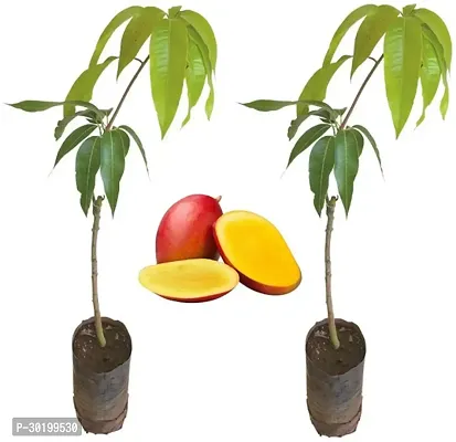 URAN Mango Plant