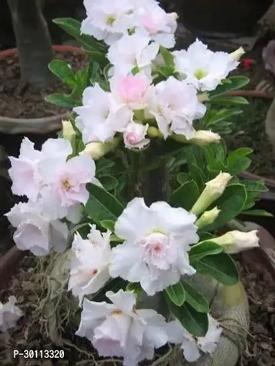 URAN Adenium Plant-thumb0