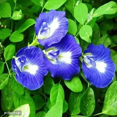 URAN Aparajita/ Butterfly Pea Plant-thumb0