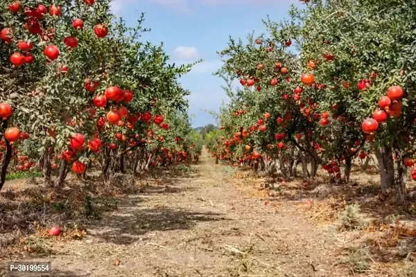 URAN Pomegranate Plant-thumb0