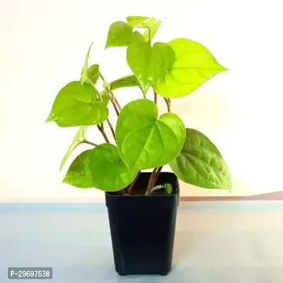 Betel Leaf Plant