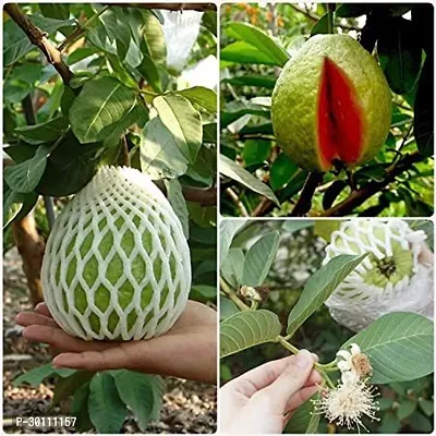 URAN Guava Plant-thumb0