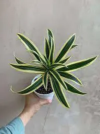 URAN Song Of India Plant-thumb1