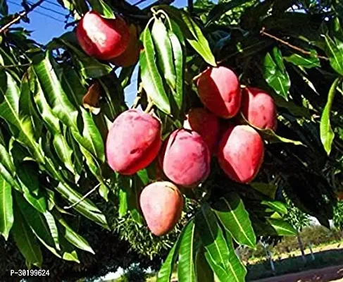 URAN Mango Plant