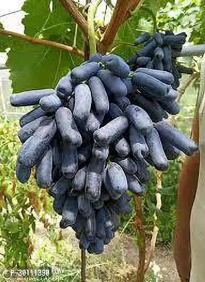 URAN Grapes Plant-thumb0