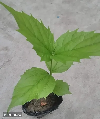 Parijat/Harsingar Plant-thumb0