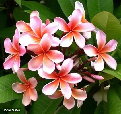 Plumeria Plant