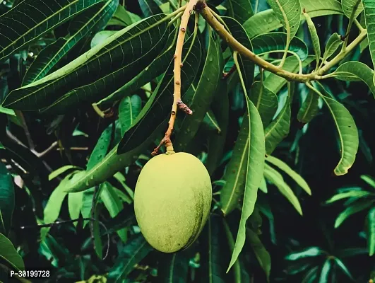 URAN Mango Plant-thumb0