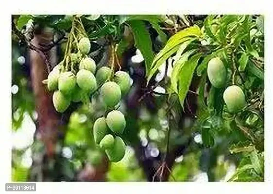 URAN Mango Plant-thumb0