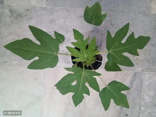 URAN  Papaya Plant-thumb0