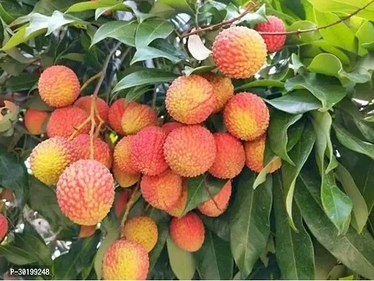 URAN Litchi Plant-thumb0