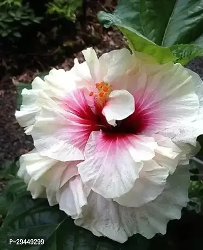 Hibiscus PlantHybrid And Grafted Easy To Grow | Plant With Growing Bag| Plant Hight 1.5-1.457 Fit [S970]-thumb0