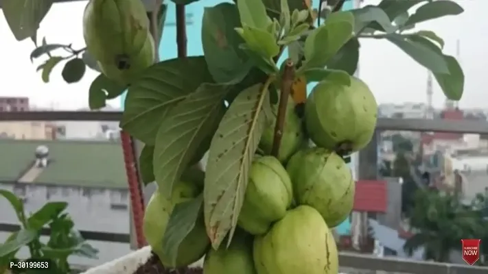 URAN Guava Plant-thumb0