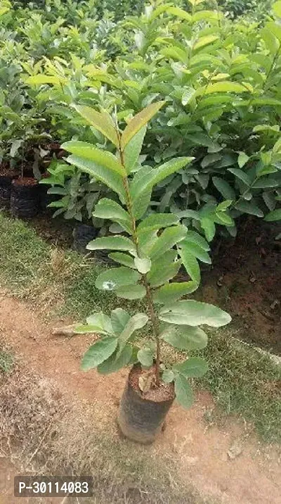 URAN Guava Plant-thumb2