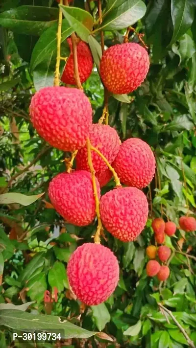 URAN Litchi Plant-thumb0