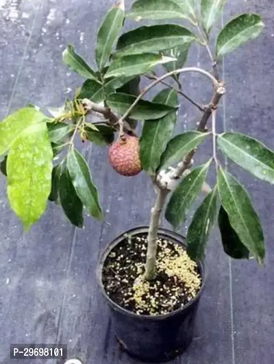 Litchi Plant