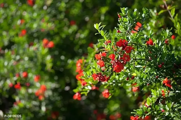 URAN Pomegranate Plant-thumb0