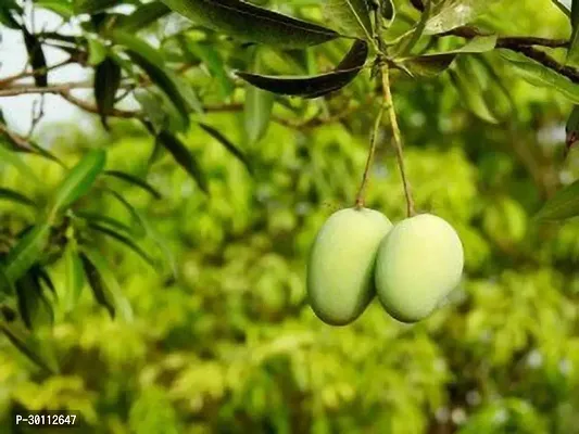 URAN Mango Plant-thumb0