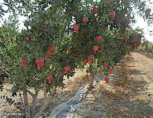 Pomegranate PlantHybrid And GraftedEasy To Grow[AN1001][a421]