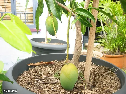 URAN Mango Plant-thumb0