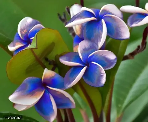 Plumeria Plant-thumb0