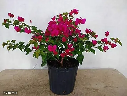 URAN  Baugainvillea Plant-thumb0