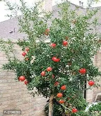 Pomegranate PlantHybrid And GraftedEasy To Grow[AN1001][a277]-thumb0