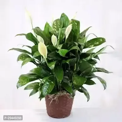 Peace Lily PlantHybrid And Grafted Easy To Grow | Plant With Growing Bag| Plant Hight 1.5-1.446 Fit [S959]-thumb0